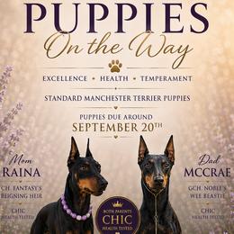 Manchester Terrier puppies from Noble Kennels Standard Manchesters
