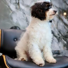 Rex - Tri-color male Bernedoodle puppy in Muskogee, Oklahoma from Lawler’s Legacy Litters