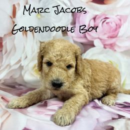 Marc Jacobs - Apricot male Goldendoodle puppy in Grove, Oklahoma from Guinn Family Farms