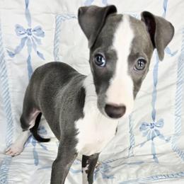 Remarkable - White and blue male Italian Greyhound puppy in Cadwell, Georgia from All The DoDa Day Italian Greyhounds