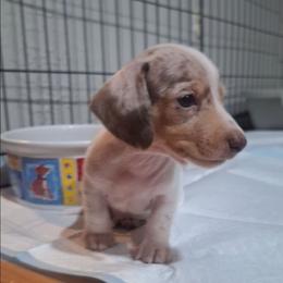 Joker - Piebald male Dachshund puppy in Surprise, Arizona from Co-Co's Doxies