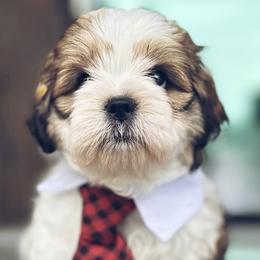 Shihpoos from Thistle & Tails Shihpoos