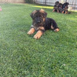 AKC Green Girl - Black and red female German Shepherd puppy in Bakersfield, California from Aguirre Farm