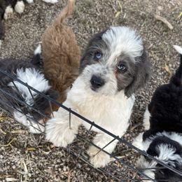 Cooper - Sofie's Gray Dilute Colored Boy - Blue merle male Aussiedoodle puppy in Burkesville, Kentucky from Bline’s Awesome Aussies & Doxies at the Bline Family Farm