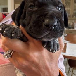 Hondo - Black roan male German Shorthaired Pointer puppy in San Antonio, Texas from Alvarado Farm Kennels, LLC
