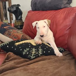 Gaudi - White male Bull Terrier puppy in Grass Valley, California from Ciera Staffords
