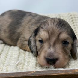Tux - Dapple male Dachshund puppy in Murfreesboro, Tennessee from Kimbrie's Dream Cream Doxies