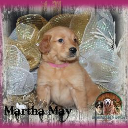 Martha May Who - Golden female Golden Retriever puppy in Anson, Texas from Diamond Bar N Ranch