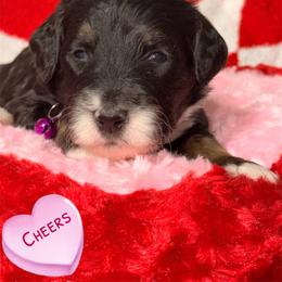 Cheers - Tri-color female Bernedoodle puppy in Beecher, Illinois from Erica’s Doodles