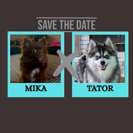 Pomsky puppies from Besties Paw Life
