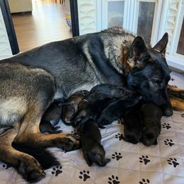 Purple - Sable female German Shepherd puppy in Cherryville, North Carolina from Masky Kennel