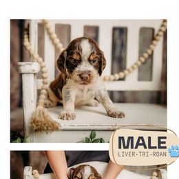 Liver Tri Roan Male (1) - Tri-Roan male English Springer Spaniel puppy in Lake City, Fl, Florida from Spradley Springers & GSP's