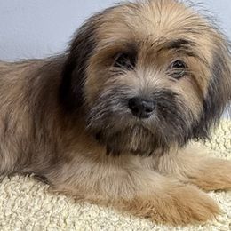 Girl 2 - Red gold female Lhasa Apso puppy in Charlotte, North Carolina from Toy Poodle and Maltese Perfection