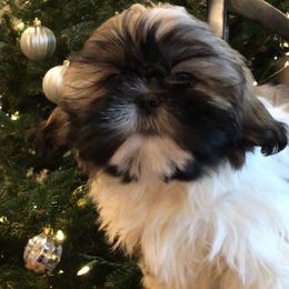 Shadow - Gold and white Shih Tzu puppy in Manheim, Pennsylvania from Josh’s Pups