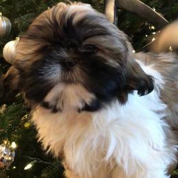 Shadow - Gold and white Shih Tzu puppy in Manheim, Pennsylvania from Josh’s Pups