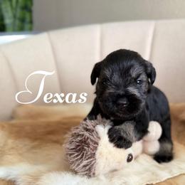 Texas AKC - Salt and pepper male Miniature Schnauzer puppy in Victorville, California from West Coast Royal Miniature Schnauzer