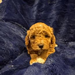 Sandy - Red  female Goldendoodle puppy in Bucyrus, Missouri from Hill Top Pomskies