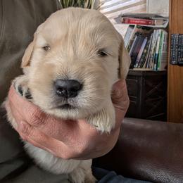 Trail - Golden female Golden Retriever puppy in Cody, Wyoming from Bliss Creek MTN Meadows