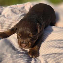 Mocha - Red tri female Miniature Australian Shepherd puppy in Paris, Texas from Blue Envy Mini Aussies