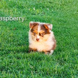 Raspberry - Red merle female Miniature Australian Shepherd puppy in Owensboro, Kentucky from JnT's Bluegrass Mini Aussies