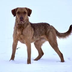 Rusty - Chesapeake Bay Retriever