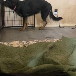 Thelma - German Shepherd