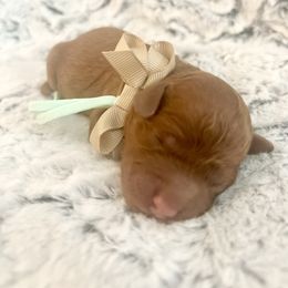 WHATTABOY - Red  male Goldendoodle puppy in Houston, Texas from Pia’s Doodle Poodle Wag
