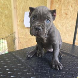 Purple Collar - Gray female Cane Corso puppy in Henry, Virginia from Hardradas Dynasty Cane Corso
