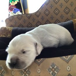 Golden Retriever Puppies from Snow Walker Goldens