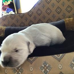 Golden Retriever Puppies from Snow Walker Goldens