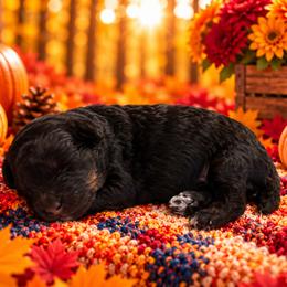 Diesel - Black and tan male Cavapoo puppy in Myrtle Beach, South Carolina from Colorful-K9'S