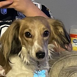 Moo - Dachshund