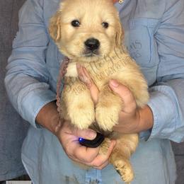 Perch (purple) - Golden female Golden Retriever puppy in Argyle, Texas from Skarlotte Goldens, LLC