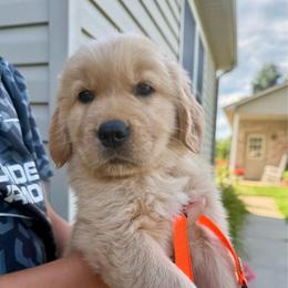 Orange girl - Golden female Golden Retriever puppy in Macy, Indiana from Macy Golden Meadows