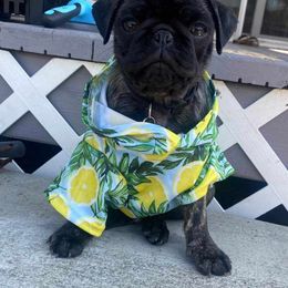 Pug Puppies from A Grumble of Love Kennels