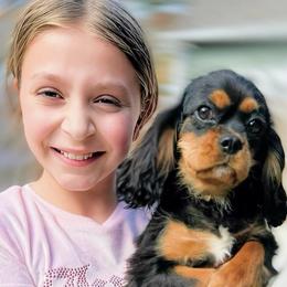Cavalier King Charles Spaniel puppies from Irresistible Dachshunds & Cavaliers