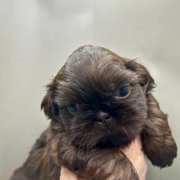 AKC Aspen - Chocolate male Shih Tzu puppy in Statesboro, Georgia from Magnolia Small Breeds