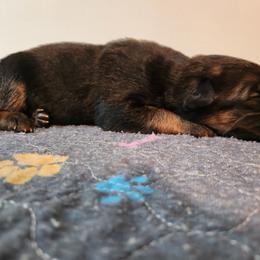 Girl 1 - Black and red female German Shepherd puppy in Longview, Washington from Bunkerhill Shepherds