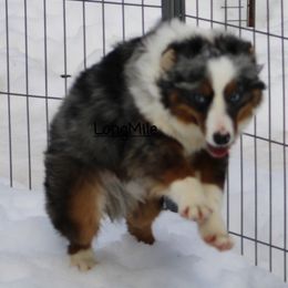 Australian Shepherd, Miniature Australian Shepherd, and Toy Australian Shepherd Puppies from LongMile Aussies