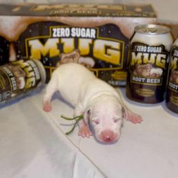 Mug - White and black male Dalmatian puppy in Des Moines, Iowa from Spot Splattered Dalmatians