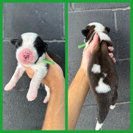 Green - Mahogany and white male Saint Bernard puppy in Ladysmith, Wisconsin from Northwoods Saint Bernards