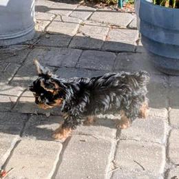 Yorkshire Terrier Puppies from Yorkies of Julington Creek