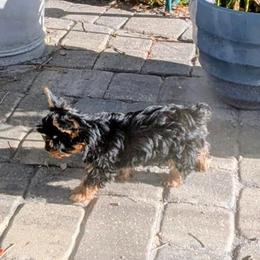 Yorkshire Terrier Puppies from Yorkies of Julington Creek