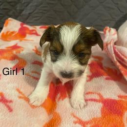 Girl 1 - Parti female Yorkshire Terrier puppy in Watertown, New York from NNYYorkies