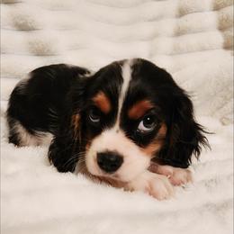 Dublin - Tri-color male Cavalier King Charles Spaniel puppy in Wilburton, Oklahoma from My Kids Kennel