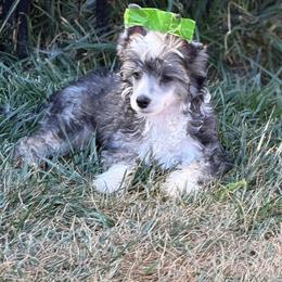 Chrysanthemum - Sable male Chinese Crested puppy in Sweet Home, Oregon from Rhapsody Poodles & Cresteds