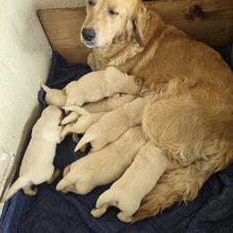 Boy 2 - Light golden male Golden Retriever puppy in Loveland, Colorado from Grateful Bernese & Gage's Goldens