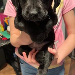 Labrador Retriever and Pembroke Welsh Corgi Puppies from Burress Family Farm and Kennels