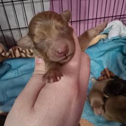 Diamond - Red female Dachshund puppy in Windom, Minnesota from Aster Creek Dachshunds & Australian Shepherds