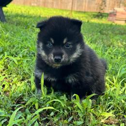 Warwick - Tri-color male Pomsky puppy in Boonville, Indiana from Elysian Pomskies